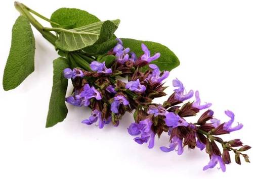 Clary sage bear palm - natural diluted oil