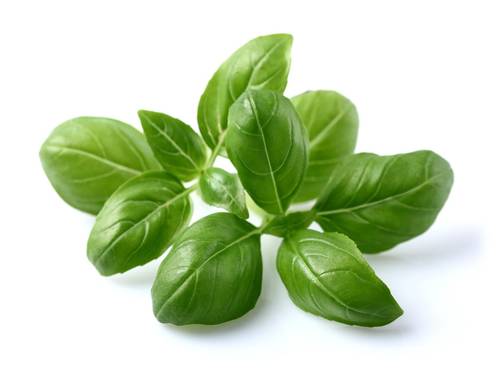 ريحان حلو🌿دهن طبيعي