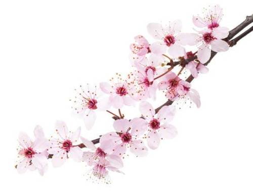 Cherry🌸blossom blossom 🍒 Natural oil 