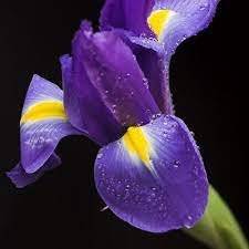 سوسن زهرة🌸دهن طبيعي 