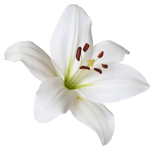 Ginger Lily Lily Essential diluted Oil (Hedychium Oil)
