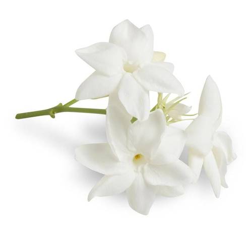 Jasmine - natural oil