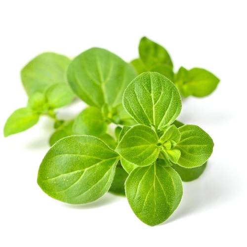 مرقدوش أوريغانو زعتر - دهن طبيعي 