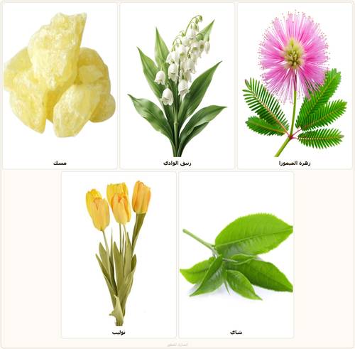 Areej_Natural mixed oil