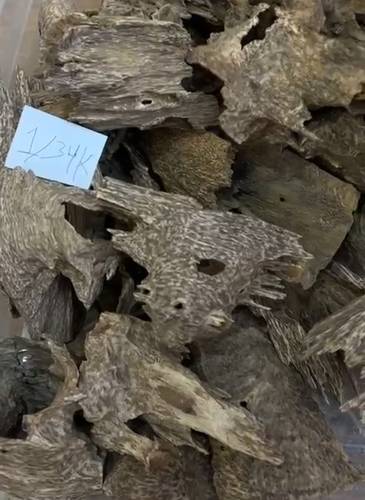 كمبودي 🇰🇭 عود طبيعي فاخر قواقع كبيرة