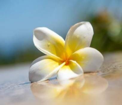 Plumeria flower -Natural Oil