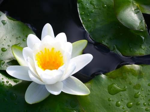 Lotus lotus flower - oil