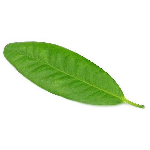 ورق القرنفل🌱دهن طبيعي 