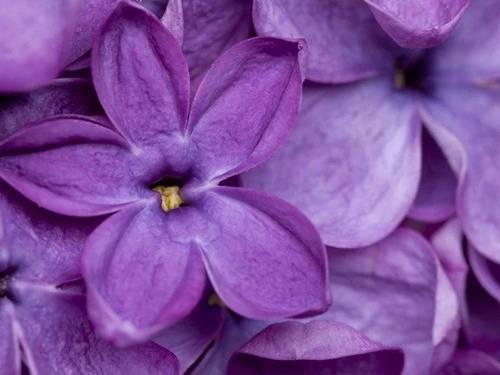 Lilac Lilac🌺natural oil