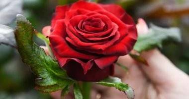 ورد جوري🌹دهن