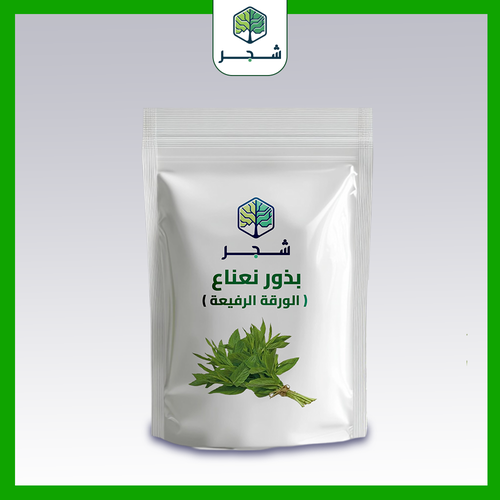 بذور نعناع ( الورقة الرفيعة )