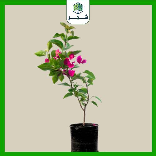 شجرة الجهنمية الوردية