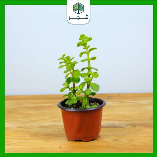 نبات الكراسولا – مقاس صغير