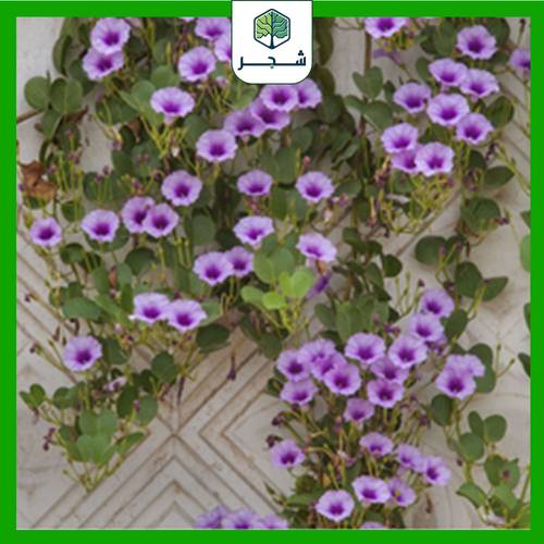 شجرة  إيبوميا (خف الجمل)