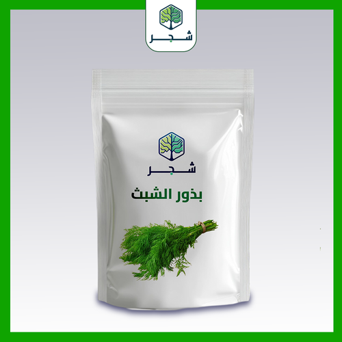بذور الشبث 