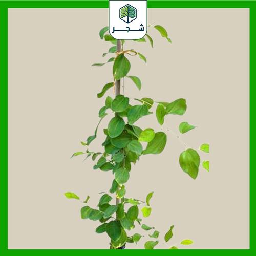 شجرة السدر البلدي 