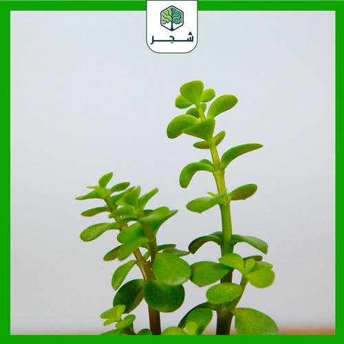 نبات الكراسولا – مقاس صغير