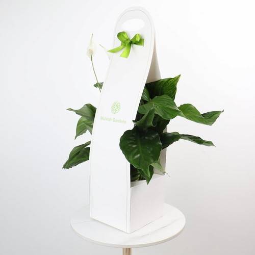 Holder for Peace Lily Plant