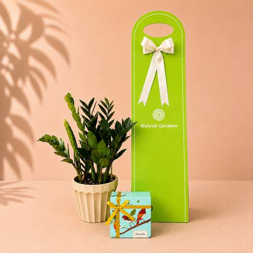 Zamia Raven Plant Gift with Holder and Anoosh Chocolate