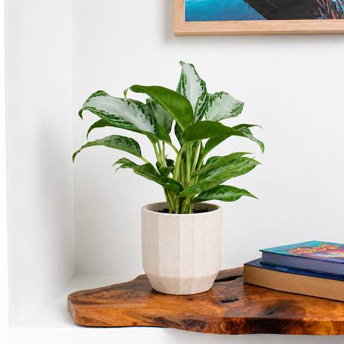 Silver Bay Aglaonema Plant in a Striped Fiber Pot
