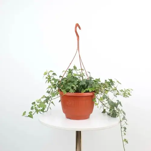 Hedera helix - Hanging