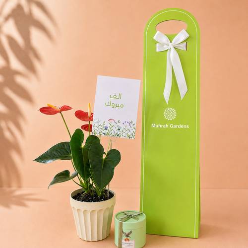 Congratulations Gift Red Anthurium with Holder & Anoush Chocolate