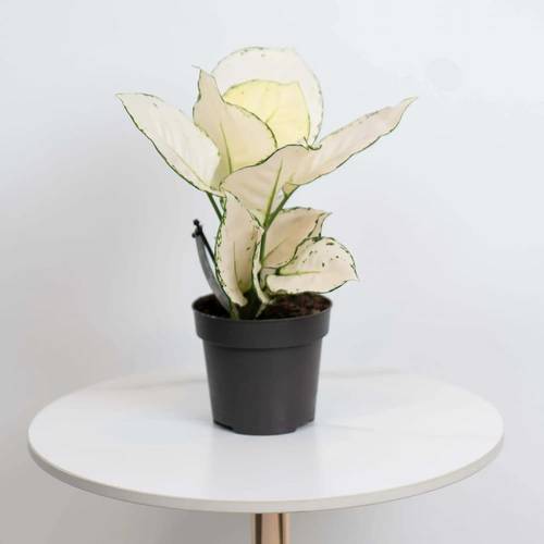 White Aglaonema