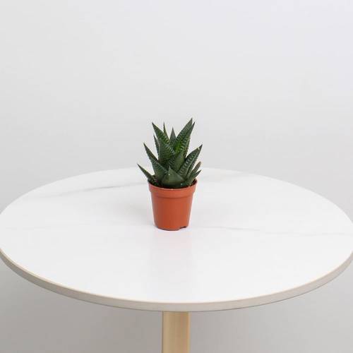 Haworthia Pumila Plant