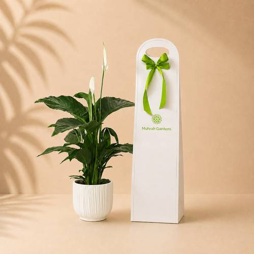 Peace Lily Plant in a White Striped Fiber Pot