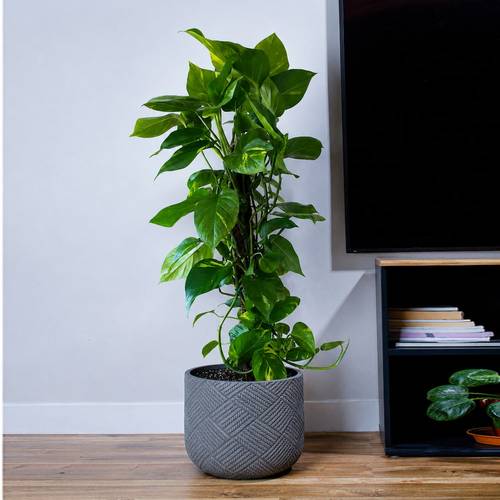 Climbing Pothos Plant in a Gray Fiber Pot