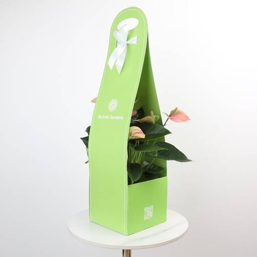 Holder for pink Anthurium Plant