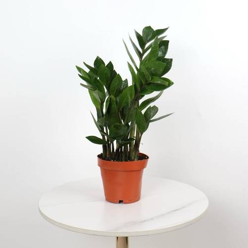 Zamioculcas zamiifolia