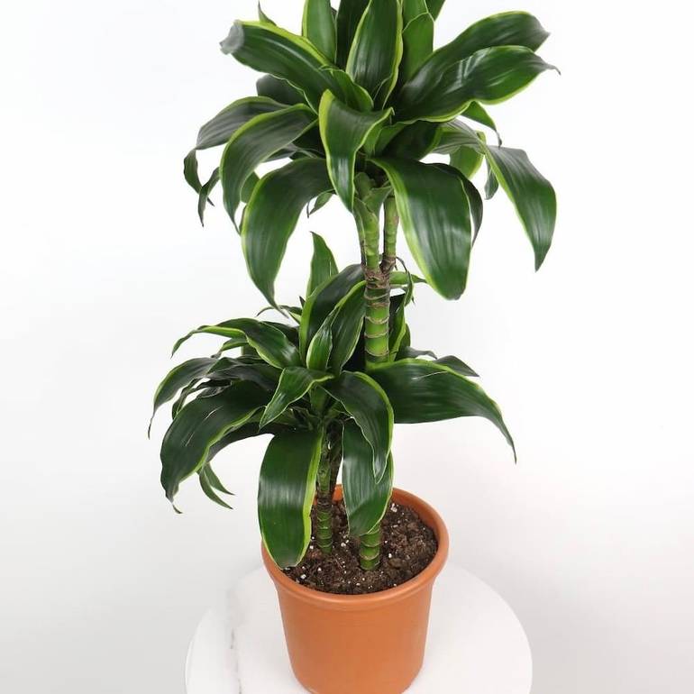 dracena sanderiana lucky bamboo Lucky Bamboo