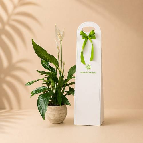 White Sail Plant Holder Gift with Fiber Pot