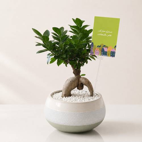 Housewarming Gift Bonsai Plant in a Ceramic Pot