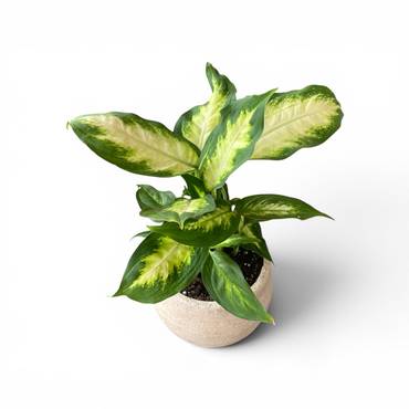 Dieffenbachia Camilla in Fiber Pot