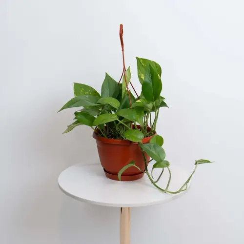 Hanging Pothos