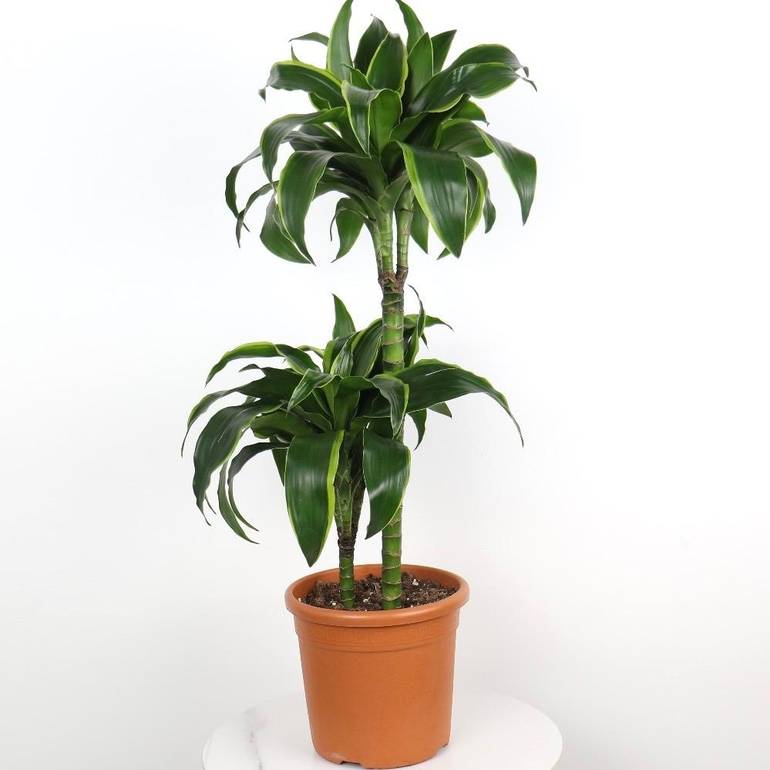 Dracaena dorado plant - two stems
