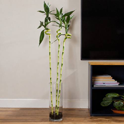 Bamboo Vase with Large Leaves