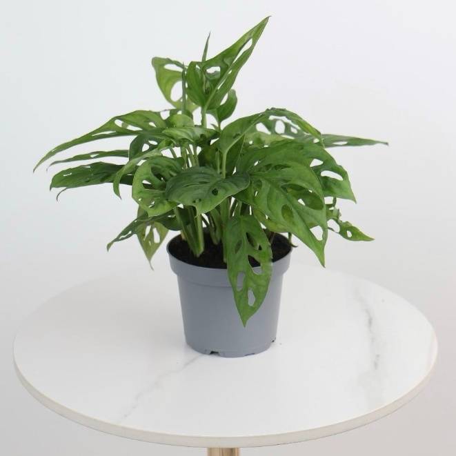 silver drop eucalyptus plant Eucalyptus Silver Dollar Seed RAW / 50 seeds / UNTREATED main image 1