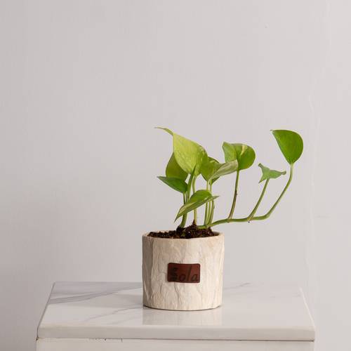 اصيص البوتس ميني