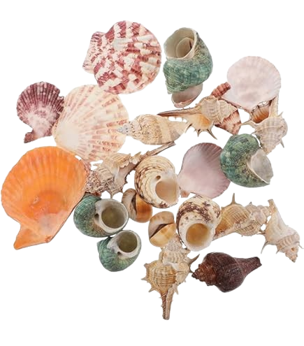 seashell