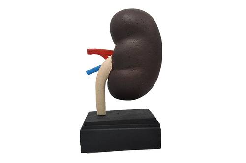 Styrofoam kidney model :25cm