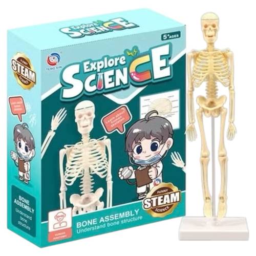 BONE ASSEMBLY