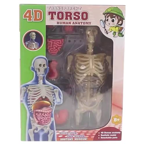 HUMAN ANATOMY