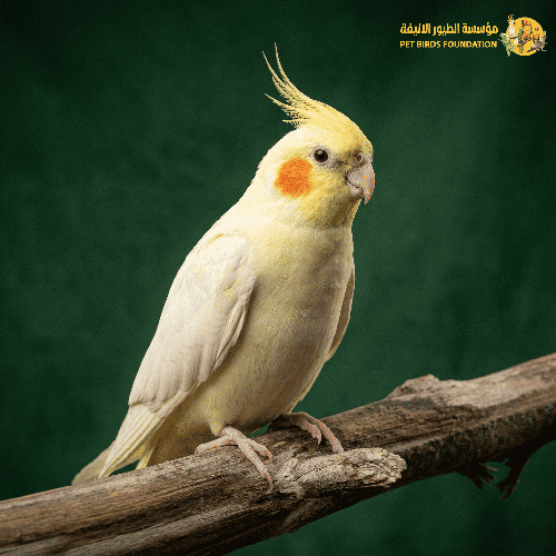 كروان ( طائر الكوكتيل )  هدد
