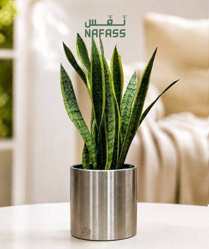 OTS Steel Round 25x25 cm  planted with snake plant 50 cm 