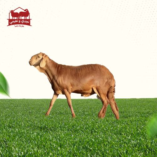 خروف سواكني بلدي جذع طيب الوزن (17-20)
