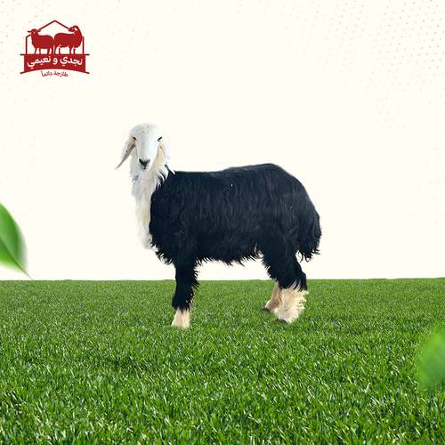 خروف نجدي بلدي هرفي فاخر الوزن (16_18)