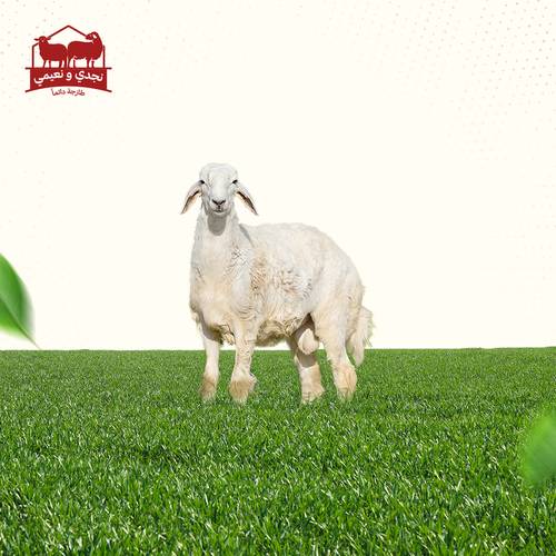 خروف حري بلدي جذع وسط  الوزن (19_20)